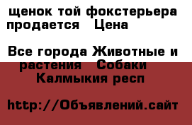 щенок той-фокстерьера продается › Цена ­ 25 000 - Все города Животные и растения » Собаки   . Калмыкия респ.